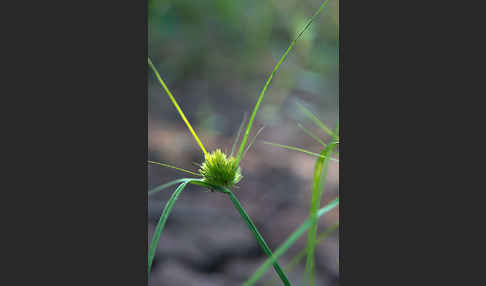 Zypergras-Segge (Carex bohemica)