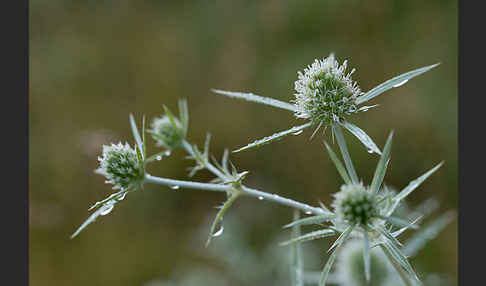 Feld-Mannstreu (Eryngium campestre)