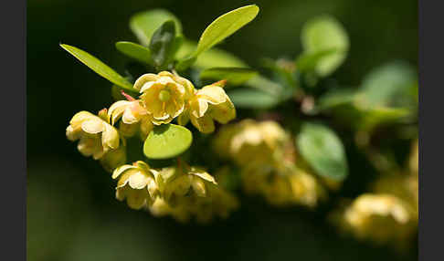 Gemeine Berberitze (Berberis vulgaris)