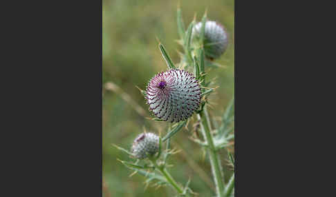 Wollköpfige Kratzdistel (Cirsium eriophorum)