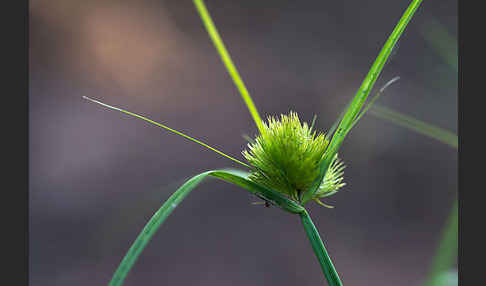 Zypergras-Segge (Carex bohemica)