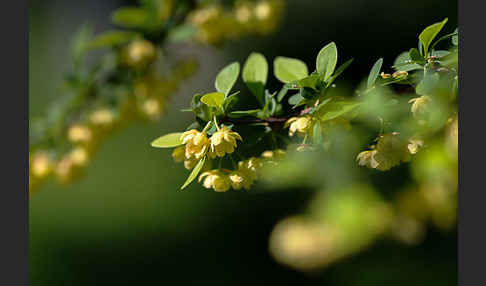 Gemeine Berberitze (Berberis vulgaris)