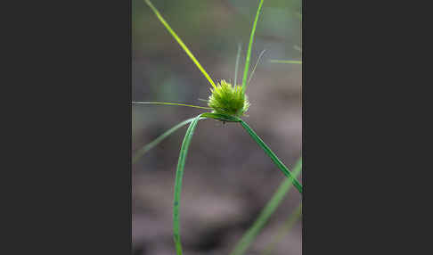 Zypergras-Segge (Carex bohemica)