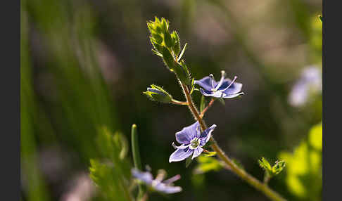 Gamander-Ehrenpreis (Veronica chamaedrys)