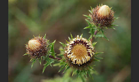 Kleine Eberwurz (Carlina vulgaris)