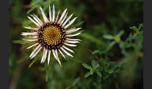 Kleine Eberwurz (Carlina vulgaris)