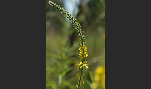 Kleiner Odermennig (Agrimonia eupatoria)