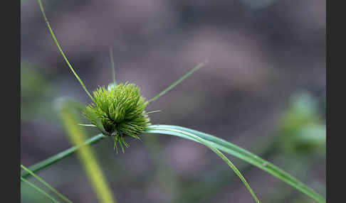 Zypergras-Segge (Carex bohemica)