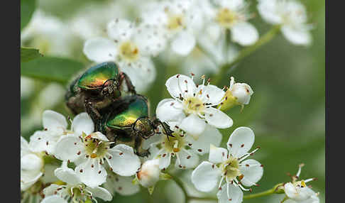 Gemeiner Rosenkäfer (Cetonia aurata)