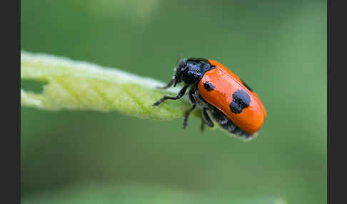 Blattkäfer spec.1 (Clytra laeviuscula)