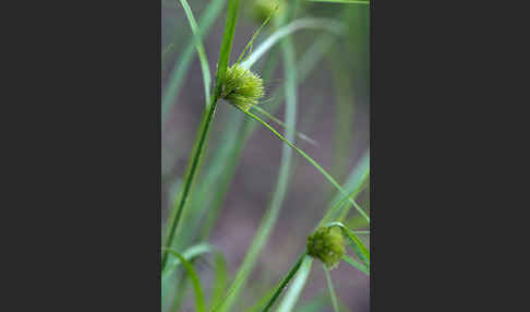 Zypergras-Segge (Carex bohemica)