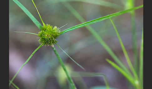 Zypergras-Segge (Carex bohemica)