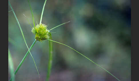 Zypergras-Segge (Carex bohemica)