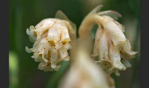 Buchenspargel (Monotropa hypophegea)