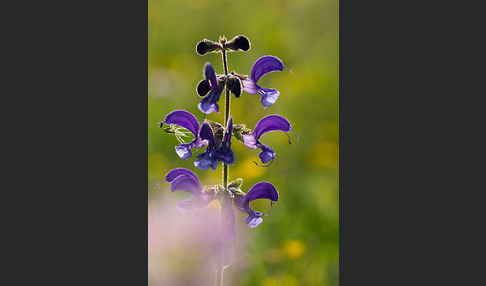 Wiesen-Salbei (Salvia pratensis)