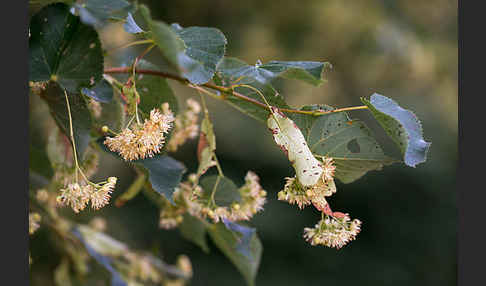 Winter-Linde (Tilia cordata)