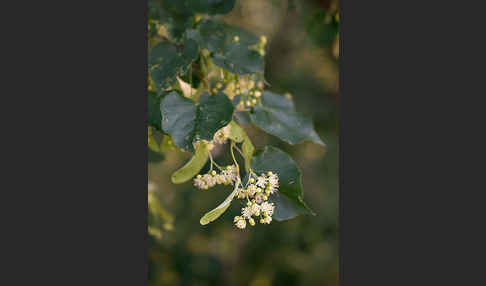Winter-Linde (Tilia cordata)
