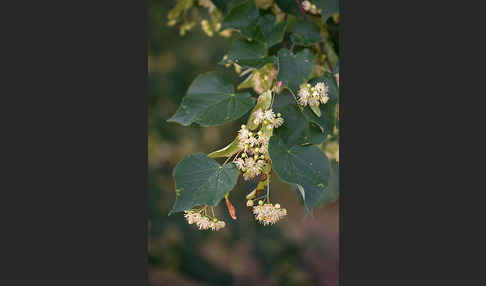 Winter-Linde (Tilia cordata)