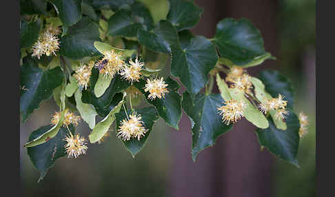 Winter-Linde (Tilia cordata)