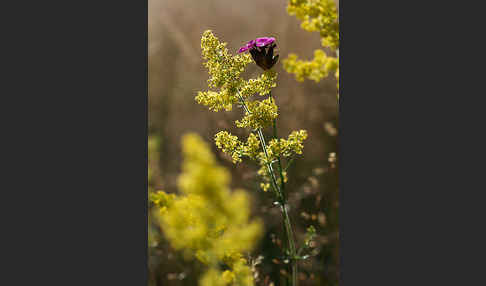 Echtes Labkraut (Galium verum)