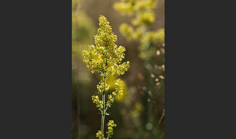 Echtes Labkraut (Galium verum)