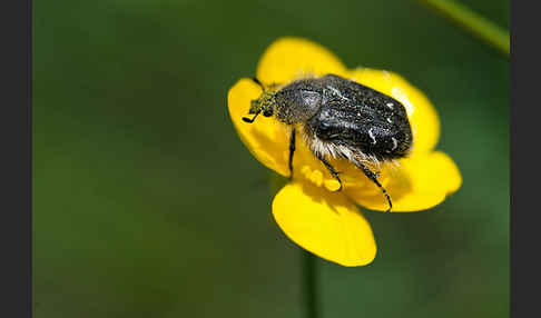 Trauer-Rosenkäfer (Oxythryea funesta)