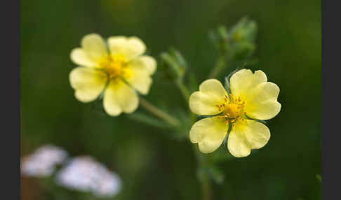 Hohes Fingerkraut (Potentilla recta)