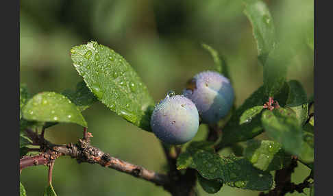 Pflaume (Prunus domestica)
