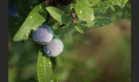 Pflaume (Prunus domestica)