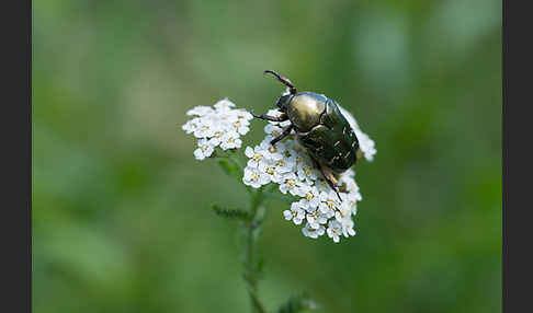 Metallischer Rosenkäfer (Protaetia metallica)