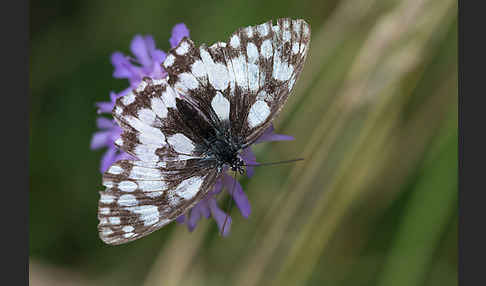 Schachbrett (Melanargia galathea)