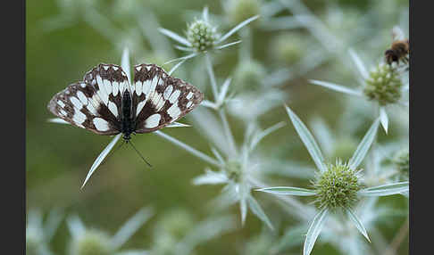 Schachbrett (Melanargia galathea)