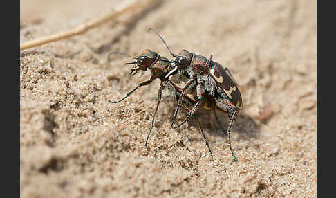 Kupferbrauner Sandlaufkäfer (Cicindela hybrida)