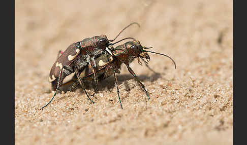 Kupferbrauner Sandlaufkäfer (Cicindela hybrida)