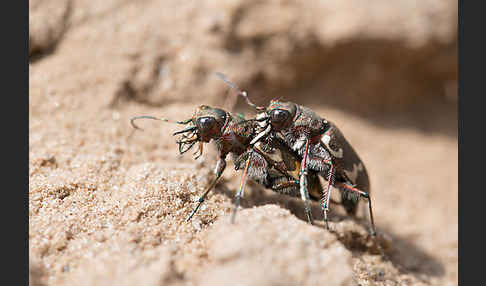 Kupferbrauner Sandlaufkäfer (Cicindela hybrida)