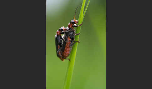 Gemeine Weichkäfer (Cantharis fusca)