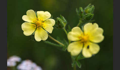 Hohes Fingerkraut (Potentilla recta)