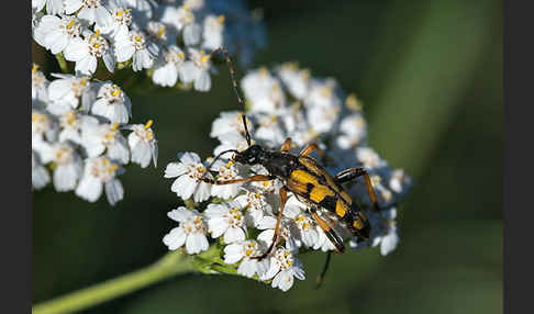 Gefleckter Schmalbock (Leptura maculata)