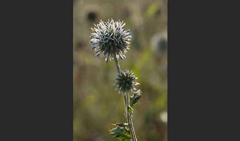 Große Kugeldistel (Echinops sphaerocephalus)