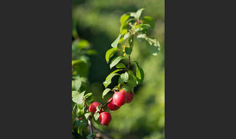 Kirschpflaume (Prunus cerasifera)