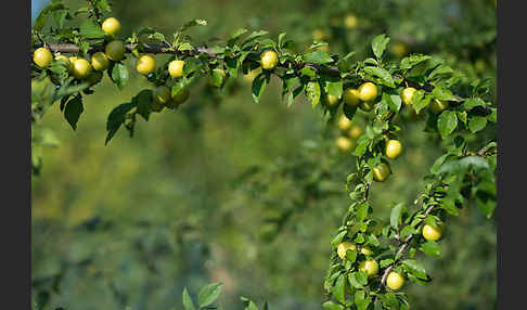 Kirschpflaume (Prunus cerasifera)