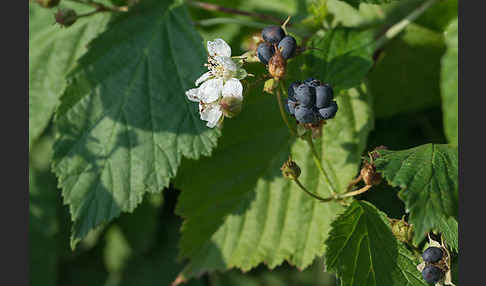 Kratzbeere (Rubus caesius)