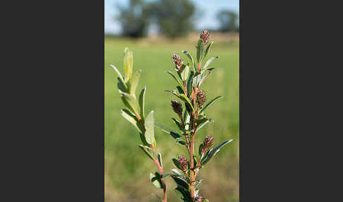 Kriech-Weide (Salix repens)