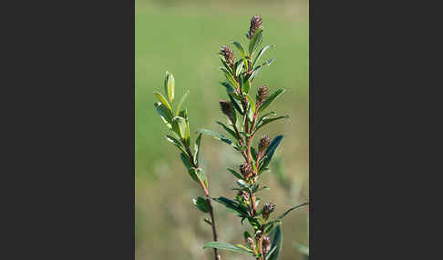 Kriech-Weide (Salix repens)