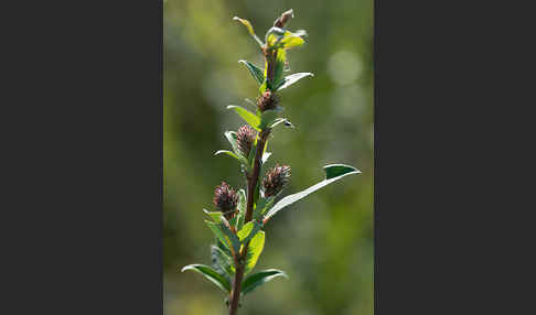 Kriech-Weide (Salix repens)