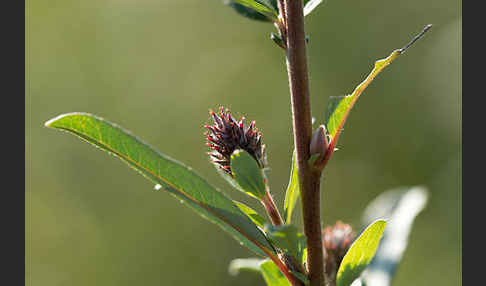 Kriech-Weide (Salix repens)