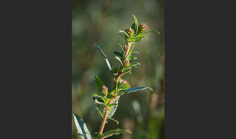 Kriech-Weide (Salix repens)