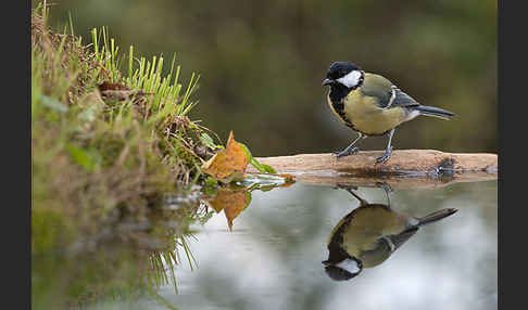 Kohlmeise (Parus major)