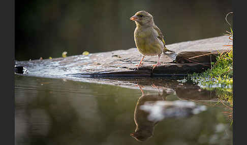 Grünfink (Carduelis chloris)