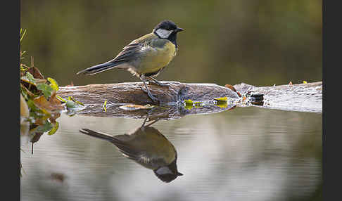 Kohlmeise (Parus major)